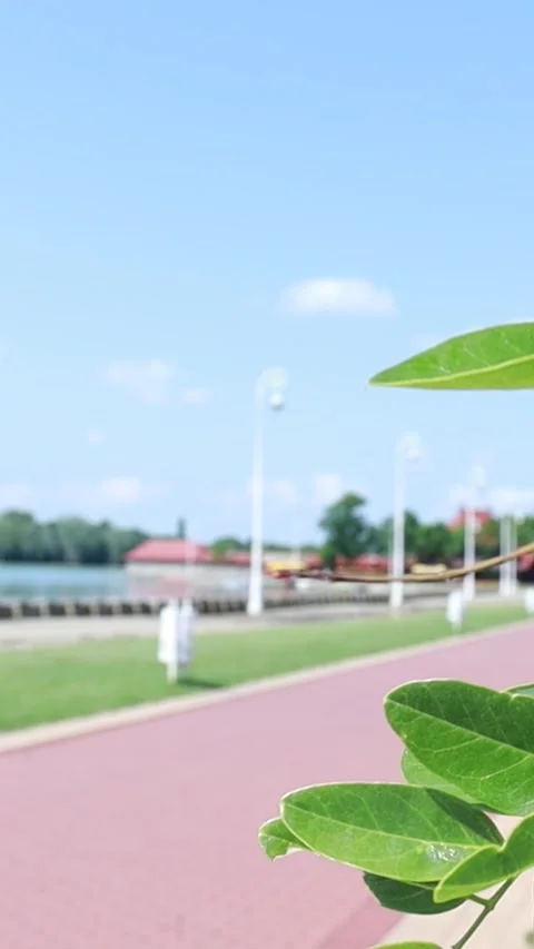 Vertical 9:16 Green Leaves in Focus with Blurred Lake Palic Promenade Stock Footage 333554769