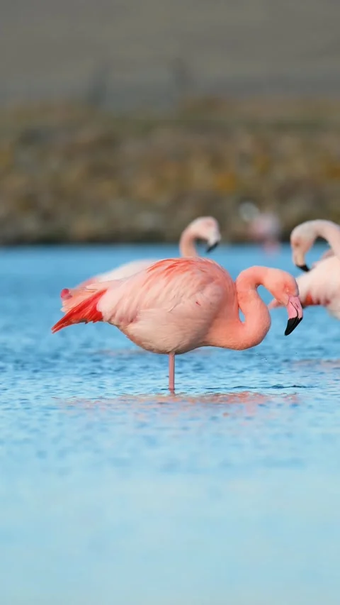 Vertical 9:16 shot of elegant pink flamingos standing in a lagoon. Stock Footage 336981776