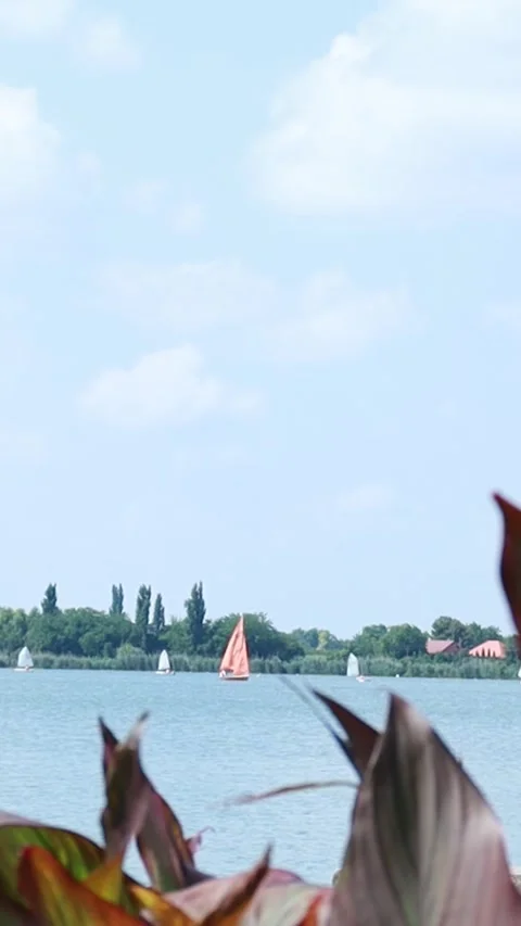 Vertical 9:16 Static Shot of Sailboats on Palic Lake Vidéo 333554493