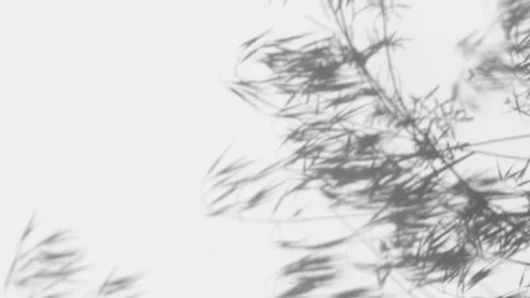 Vertical abstract backdround of grass leaves silhouette shadows motion over wall Stock Footage 250937860