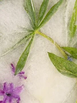 Vertical abstraction with leaf lupine Stock Photos