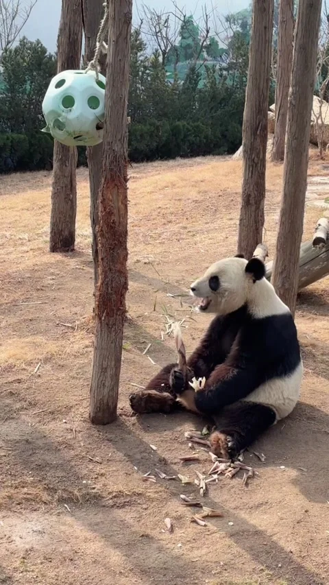 Vertical Adorable Giant Panda Snacking on Bamboo Stock-Footage 332687097