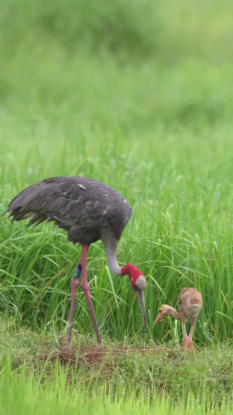 Vertical Adult Eastern Sarus Crane Foraging with Chick in Grassland Stock Footage 345697869