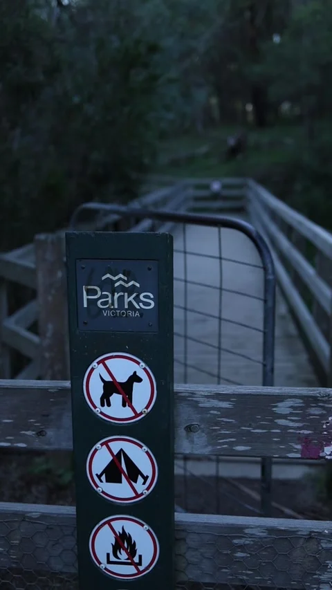 Vertical Aerial Approach to Mt Lofty Parks Victoria Forest Bridge – Mobile Video Vídeos de archivo 336418387