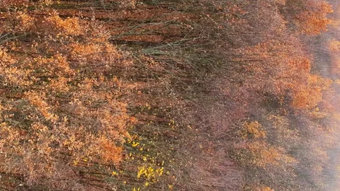 Vertical aerial autumn forest view fall wood trees Stock Footage 255262377
