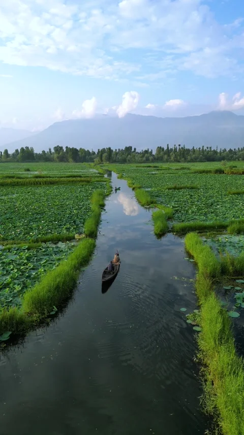 Vertical aerial capturing summer boats between lotus carpets on Dal Lake. Stock Footage 310806491
