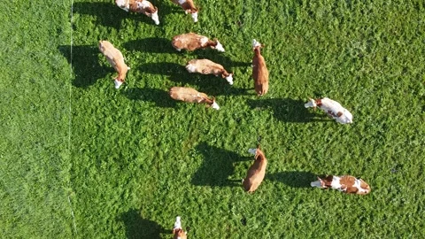 Vertical aerial cattle Video stock 295834243