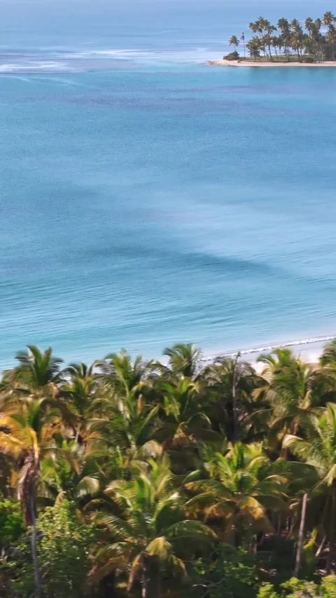 Vertical aerial drone flight above palm tree grove on the coast of beautiful 스톡 동영상 291010866