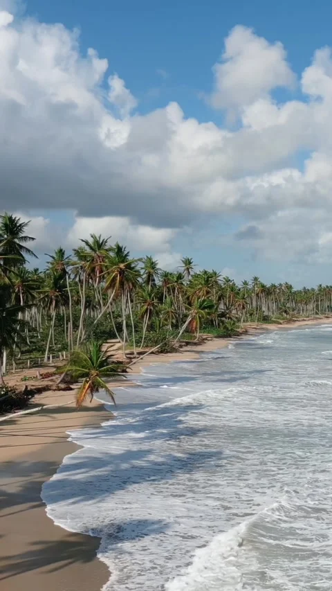 Vertical aerial drone flight along the wild tropical beach at dawn. High coconut Vídeos de archivo 292596080