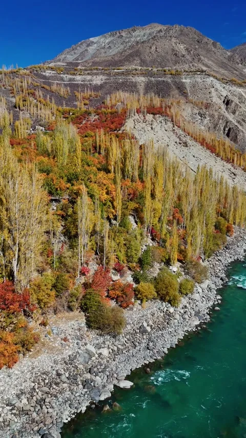 Vertical Aerial drone tracks a river turn under golden trees in Kargil. Stock Footage 310665260