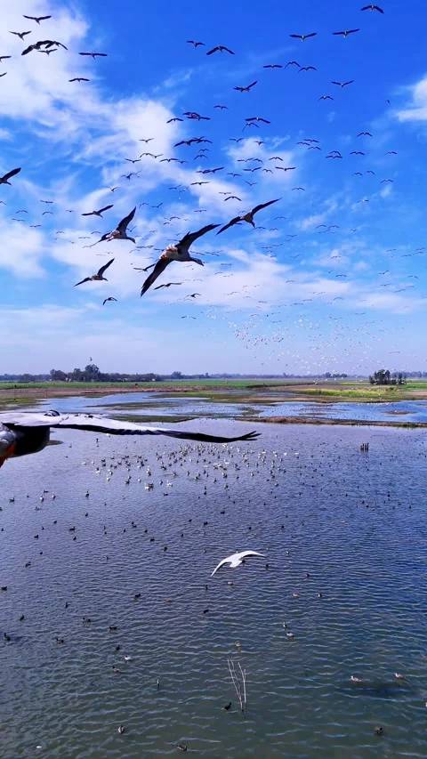 Vertical Aerial drone view capturing daytime beauty of birds in natural motion. Stock Footage 310936946