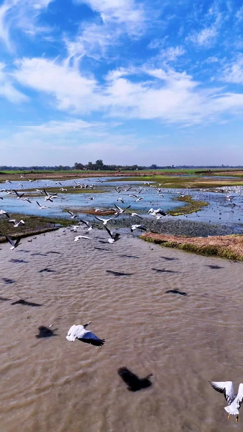 Vertical Aerial drone view of migratory birds flying in formation over a Stock Footage 310936906