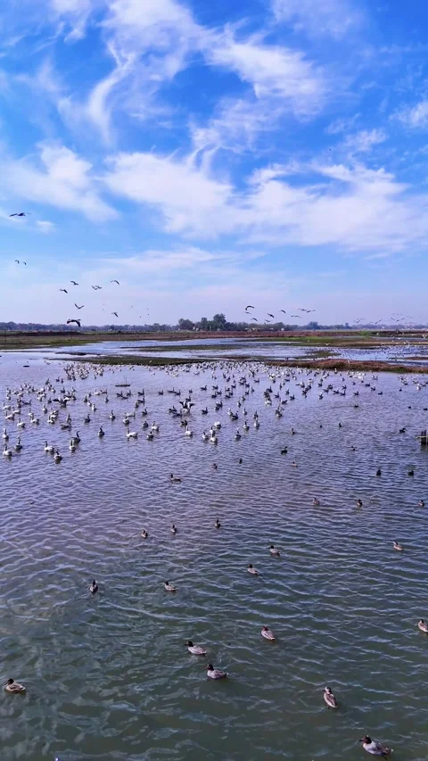 Vertical Aerial drone view of migratory birds enjoying a warm day in northern Stock Footage 310936960