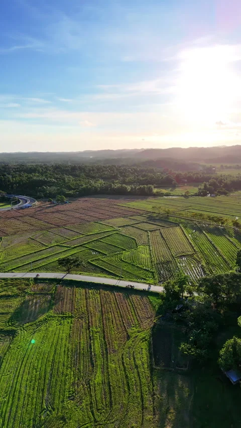 Vertical aerial drone view of patchwork rice fields and farmland divided by dirt Stock Footage 336699290