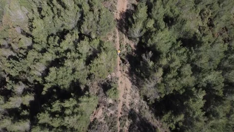 Vertical aerial of dry mountain stream path through pine forest with hikers Stock Footage 344096122
