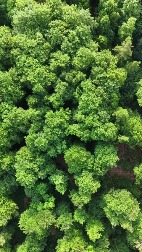 Vertical aerial flight above fresh green deciduous forest in spring landscape Stock Footage 336013160