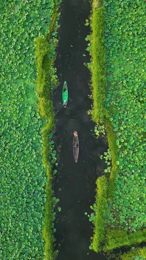 Vertical aerial of floating homes surrounded by lotus on Dal Lake. Stock Footage 310806587
