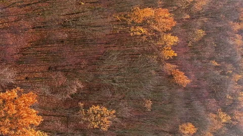 Vertical aerial forest drone foliage autumn nature Stock Footage 255524332
