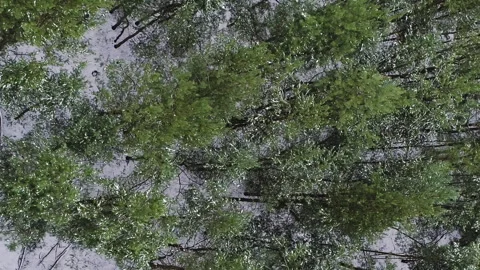 Vertical aerial forest view drone snowy trees Stock Footage 255262954