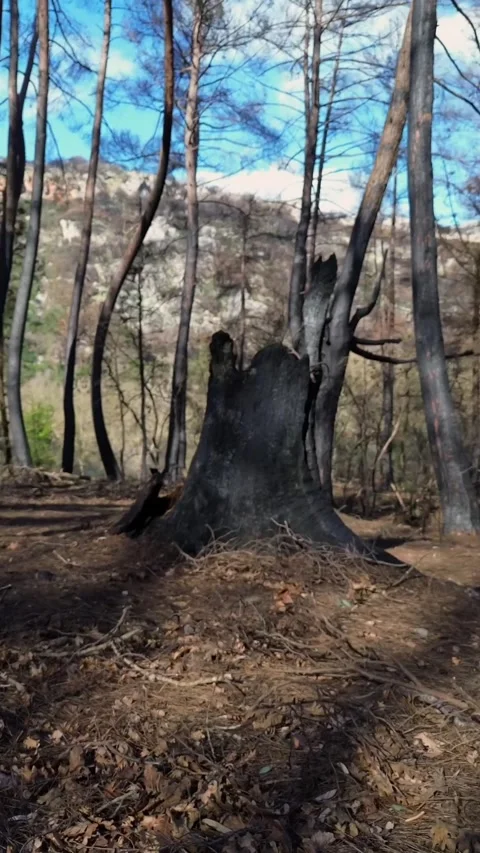 Vertical Aerial Orbit of Charred Tree Trunk in Burnt Forest 스톡 동영상 331221362