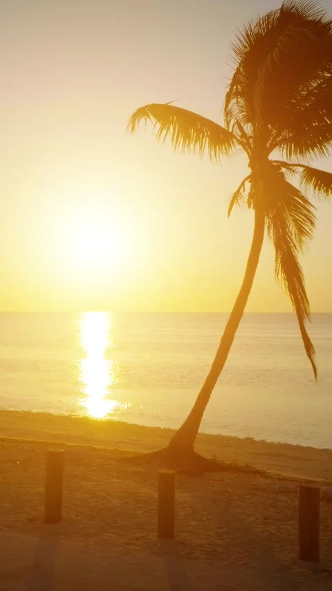 Vertical aerial of palm trees and ocean in Key West Florida Video stock 335949499