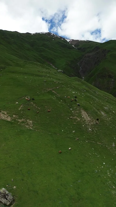 Vertical Aerial Reveal, Mountain Scale With Grazing Cows Stock Footage 339353696