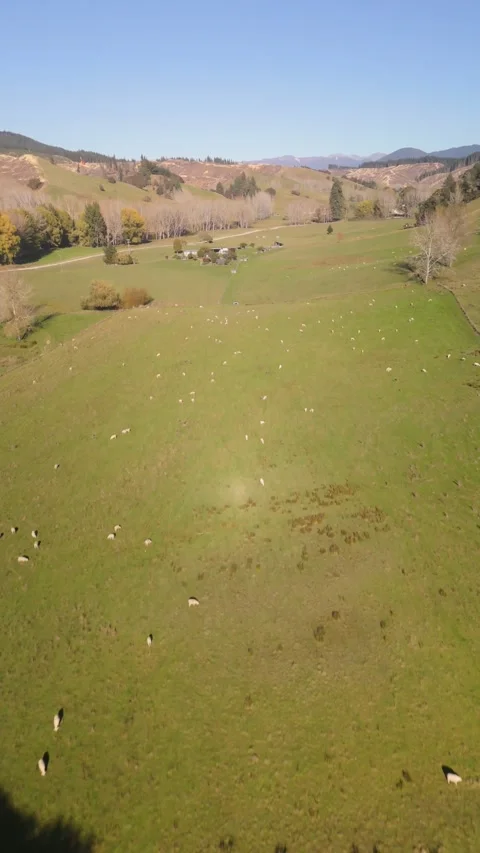 Vertical Aerial of Rolling Pastures and Sheep Farm Stock-Footage 333971632