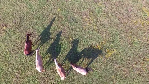 Vertical Aerial Shot of Group of Standing Horses and Cool Shadows in Pasture Stock Footage 79773725