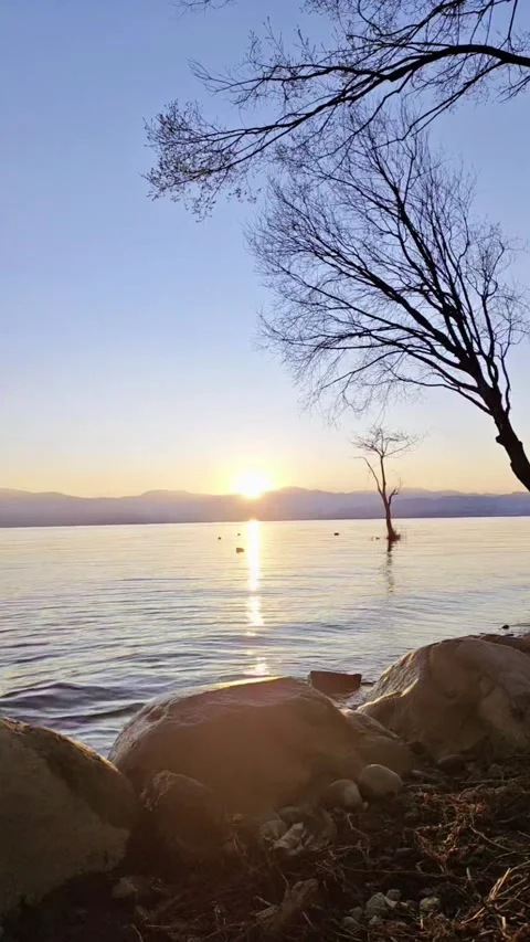 Vertical Aerial Shot of a Lonely Tree in Erhai Lake at Sunrise Video stock 330148821