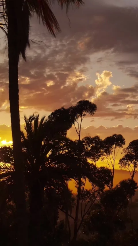 Vertical Aerial shot of sunset clouds and palm trees 動画素材 306000779