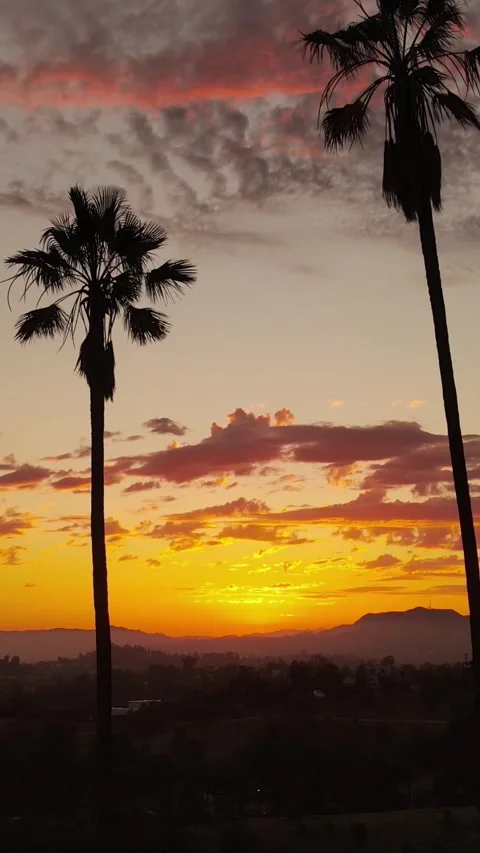Vertical Aerial shot of sunset clouds and palm trees Video stock 311813809
