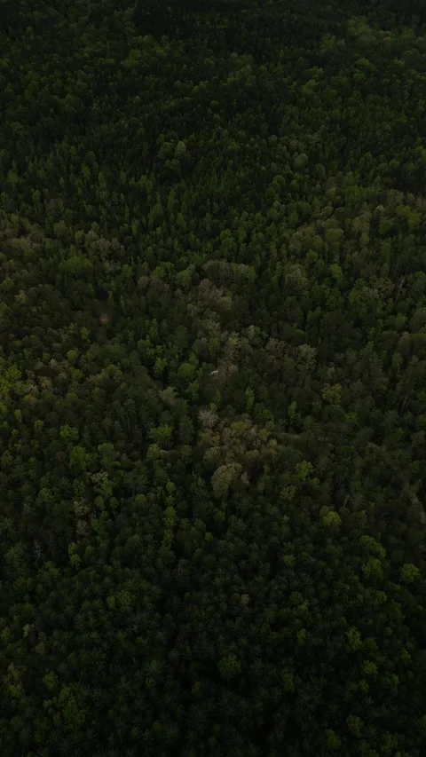 Vertical aerial of tiny RV in southern Appalachian Mountains forest camping Stock Footage 307566493