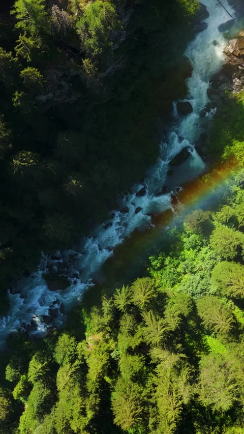 Vertical Aerial Top Down of Rainbow Over Rushing River in Pine Forest landscape Stock Footage 334369621
