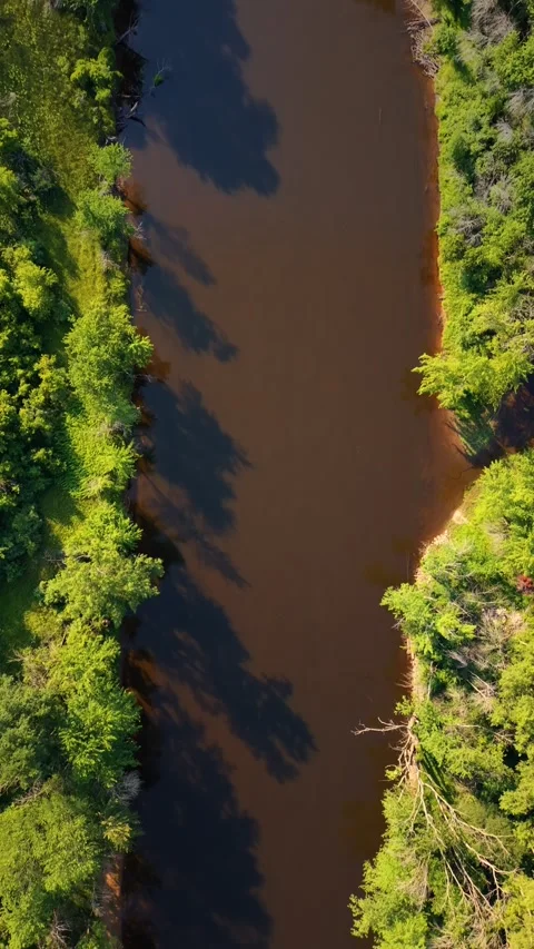 Vertical Aerial Top Down View Of Wolf River And Lush Forest in Shiocton Stock Footage 342217159