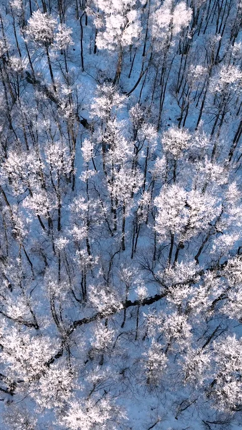 Vertical Aerial Top View Of Snow Covered Trees In Winter Forest Stock Footage 337798811
