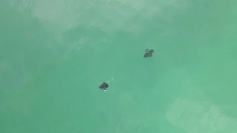 Vertical aerial: Two Manta Rays swim in circles in pale green ocean Video stock 168598613