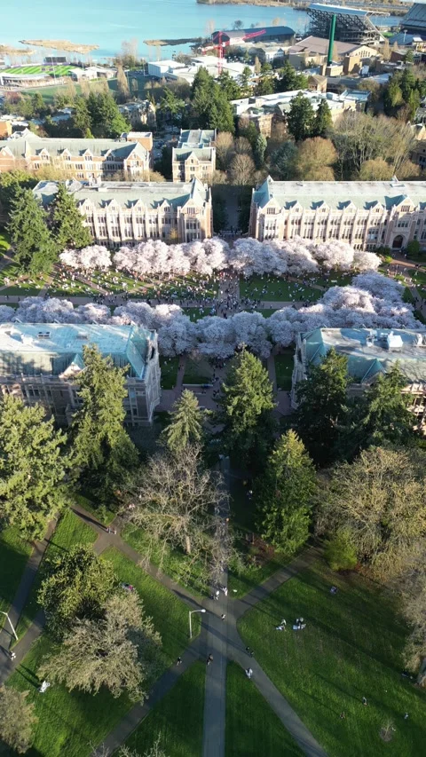 Vertical Aerial View of Cherry Blossoms with People, UW Quad Stockbeeldmateriaal 348420677