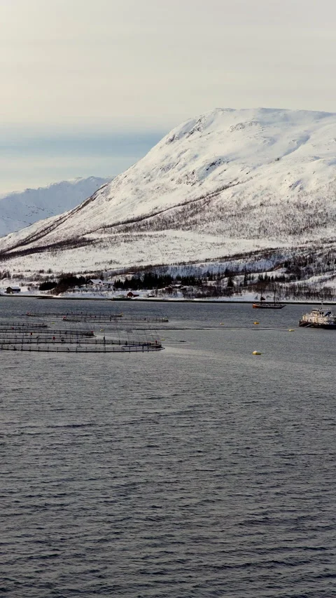 Vertical Aerial View of Circular Salmon Farm Nets in Cold Arctic Ocean, Norway Stock Footage 346886800