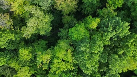 Vertical Aerial View of Deciduous Trees of an Urban Forest 스톡 동영상 250279376