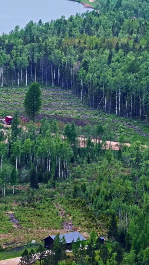 Vertical Aerial View Of Deforestation Road Cut Through Forested Land 库存影片 336803680