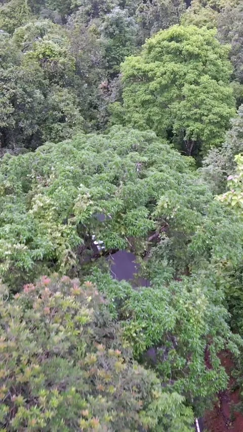 Vertical Aerial View of Forest Road in Karnataka India Stock Footage 335506529