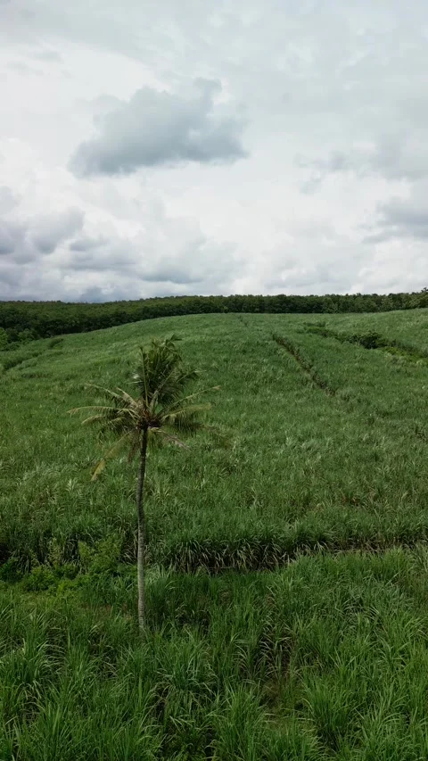Vertical Aerial View of Green Sugar Cane Plantations and Tropical Agricultural Stock Footage 328641142