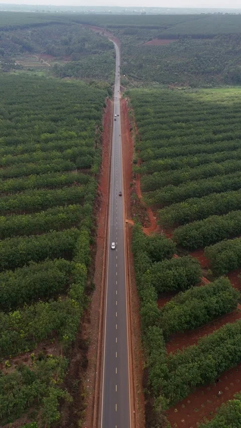 Vertical Aerial View of Highway Passing Through Rubber Tree Plantation 스톡 동영상 344088222