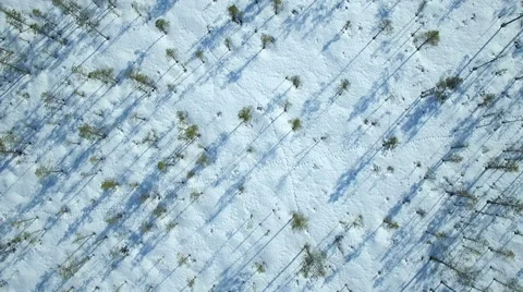 Vertical aerial view of a natural pine bog in winter with long tree shadows Video stock 62270449