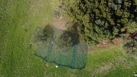 Vertical aerial view of organic olive harvest with workers and surrounding nets Stock Footage 344094983
