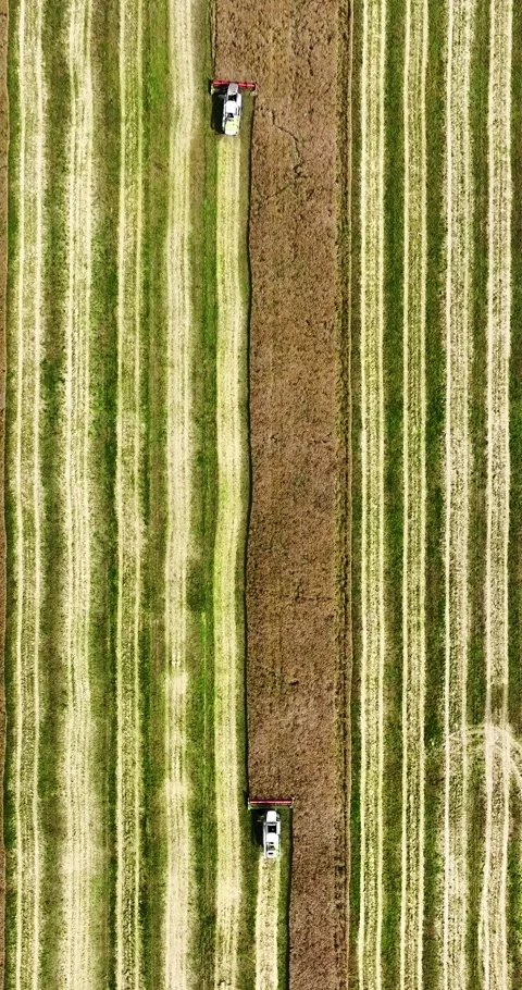 Vertical aerial view over modern heavy harvesters remove the ripe wheat bread Vídeos de archivo 270477913