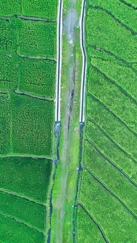 Vertical Aerial View of Path Through Green Rice Fields Stock Footage 335077081