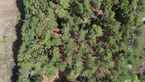 Vertical aerial view of pine forest clearings beside plowed rural farmland Stock Footage 344094663