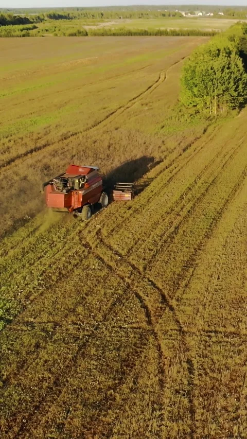 Vertical aerial view of a red combine harvester working in a golden field at sun Video stock 329293907