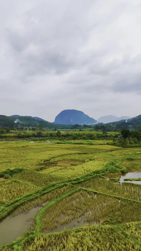 Vertical aerial view of rice fields in Mai Châu, northern Vietnam – 4K Stock Footage 325040567